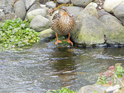 Hen remains near the water.