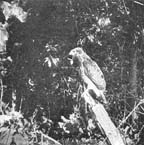 The Naturalist was the first to observe their arrival.